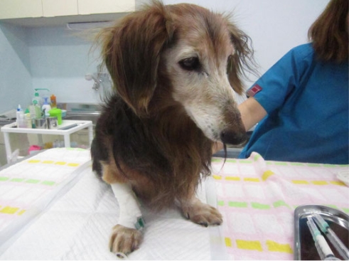 ミニチュアダックスフンド