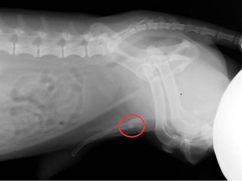 レントゲン検査