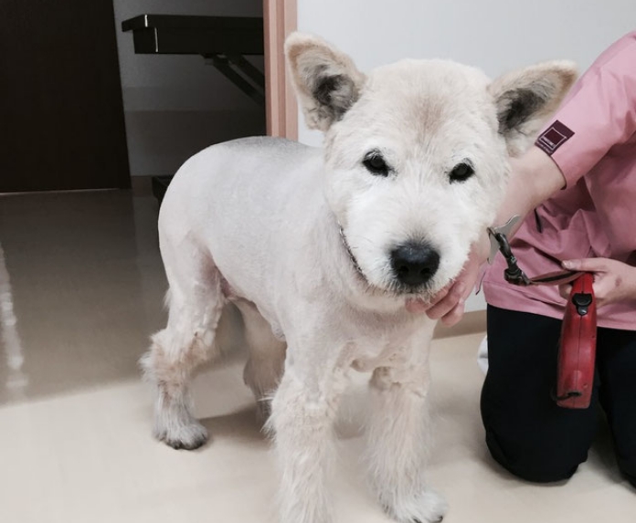 高齢な大型のワンちゃん