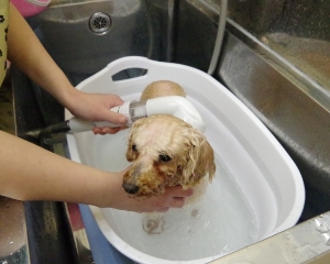 シャンプー（薬浴含む）+肛門腺絞り