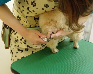 足の裏・足まわり・肛門周り・お腹の被毛のカット