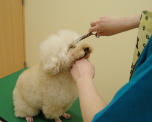 トリミング（部分カット含む）