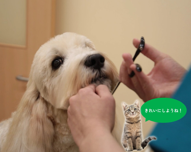 トリミングサービス