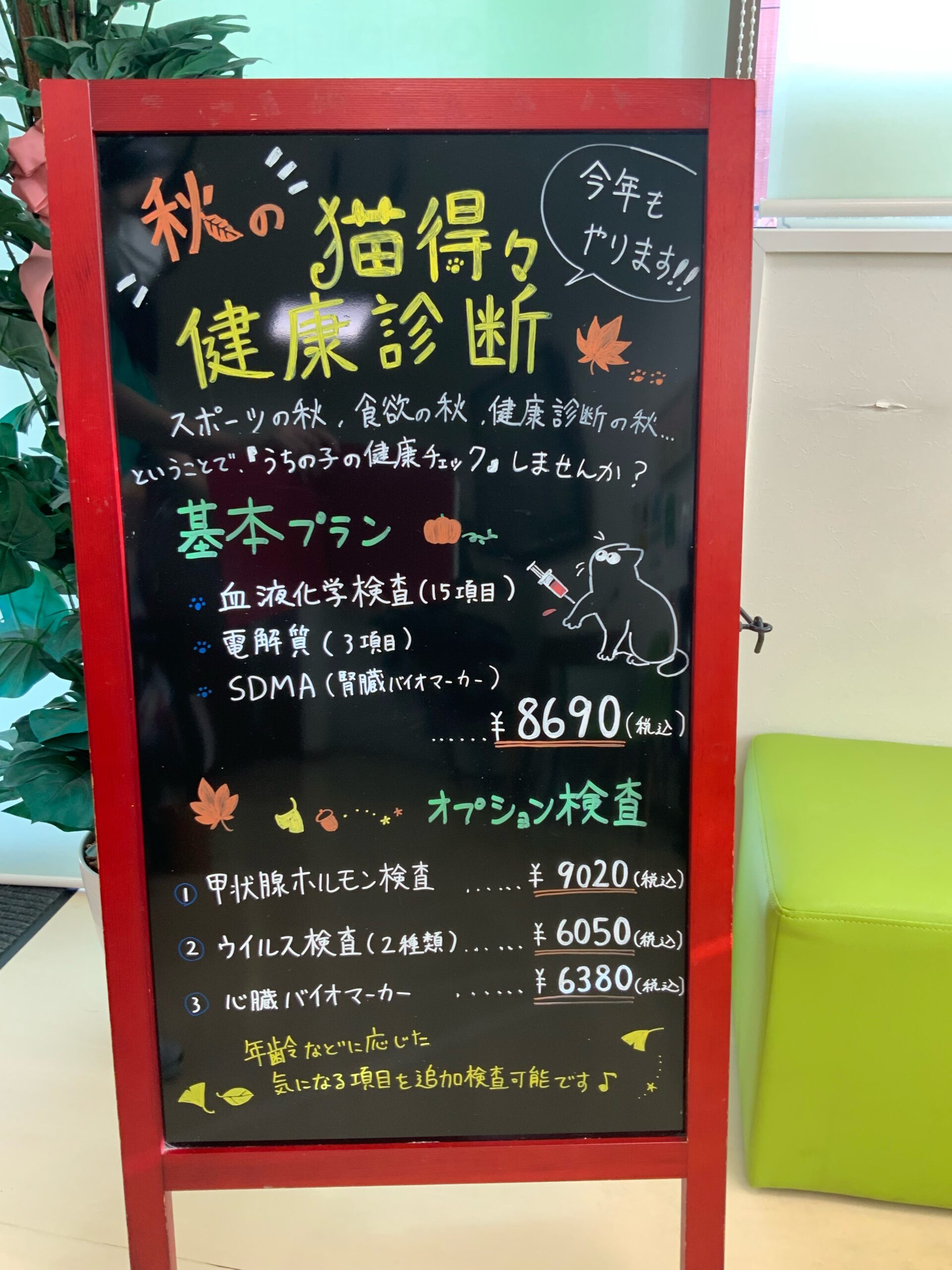 秋の猫ちゃん得々健康診断のお知らせ