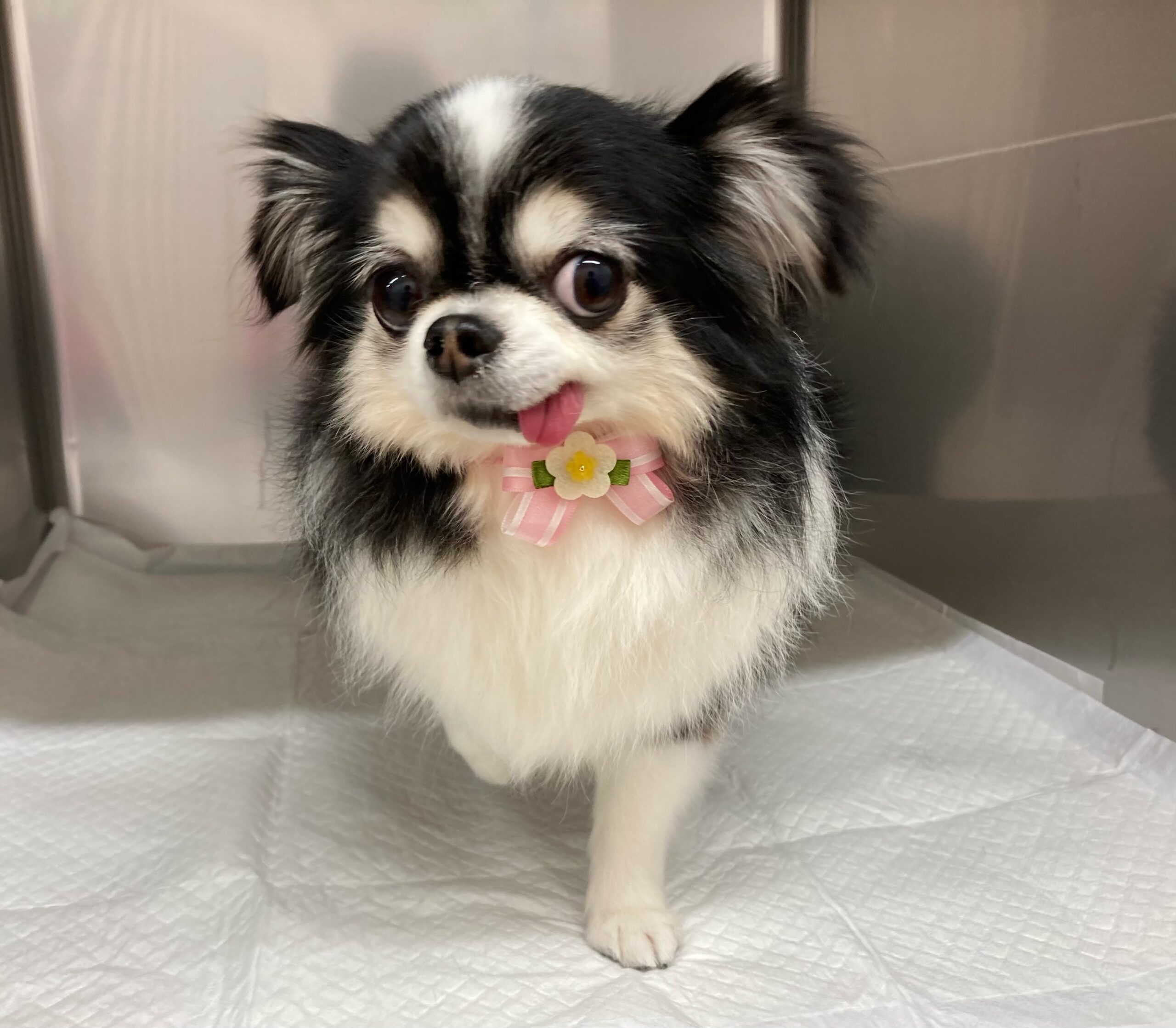 予防シーズン突入です！